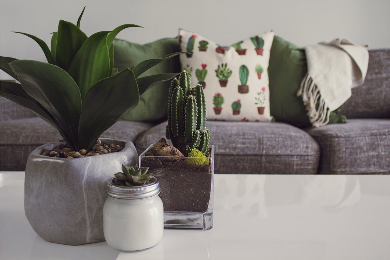Services-01 Modern living room featuring potted plants, cactus decor, and a cozy sofa.